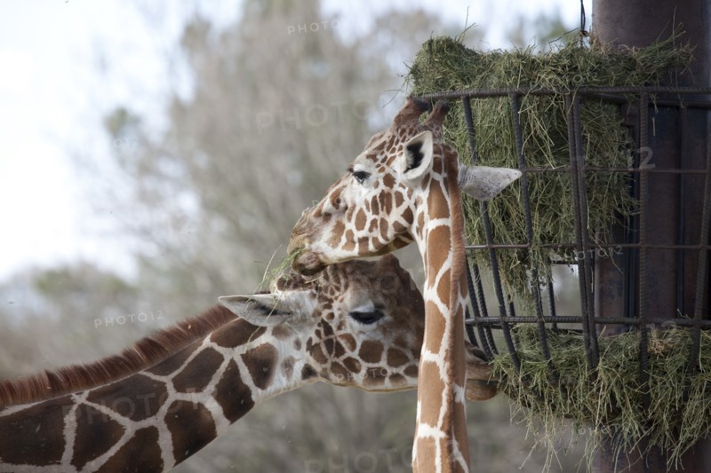 Giraffes