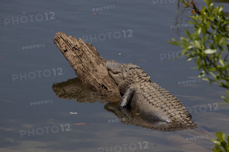 Gator Alley at the D'Olive Boardwalk Park in Daphne, Alabama