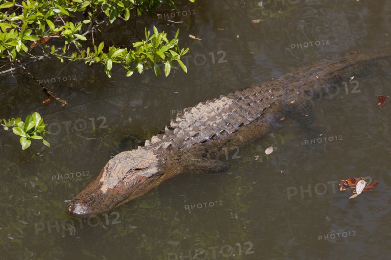 Gator Alley at the D'Olive Boardwalk Park in Daphne, Alabama
