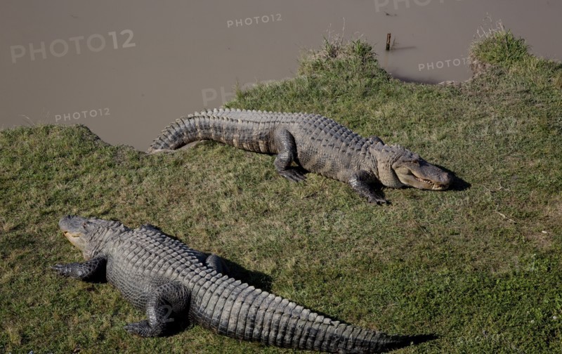 Gator Alley at the D'Olive Boardwalk Park in Daphne, Alabama