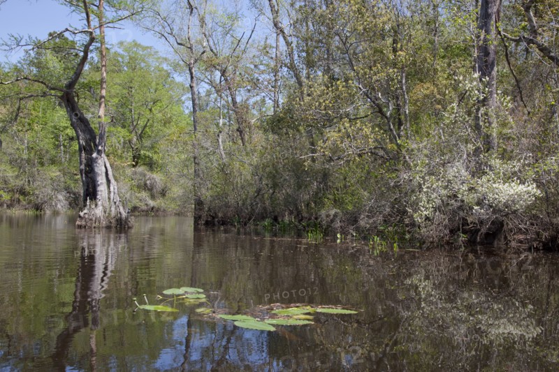 The Scenic Delta
