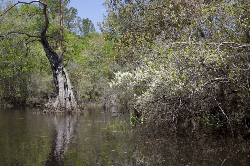 The Scenic Delta