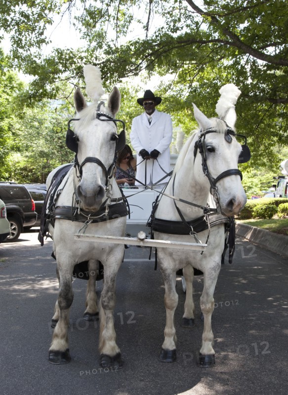 Horse Drawn Hearse for Do Dah Day