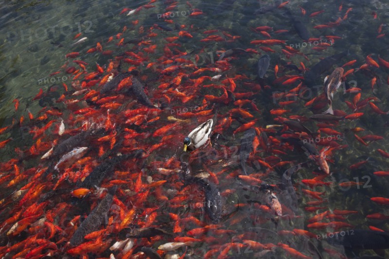 Goldfish & duck swim in Huntsville Pond