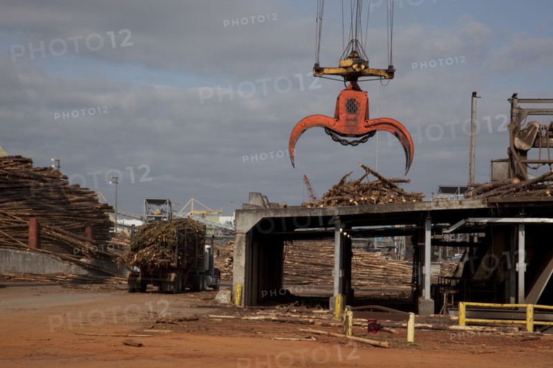 Crane Hoist Logs at Pulp Factory