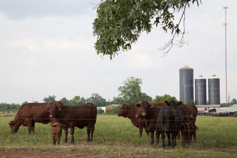Cows