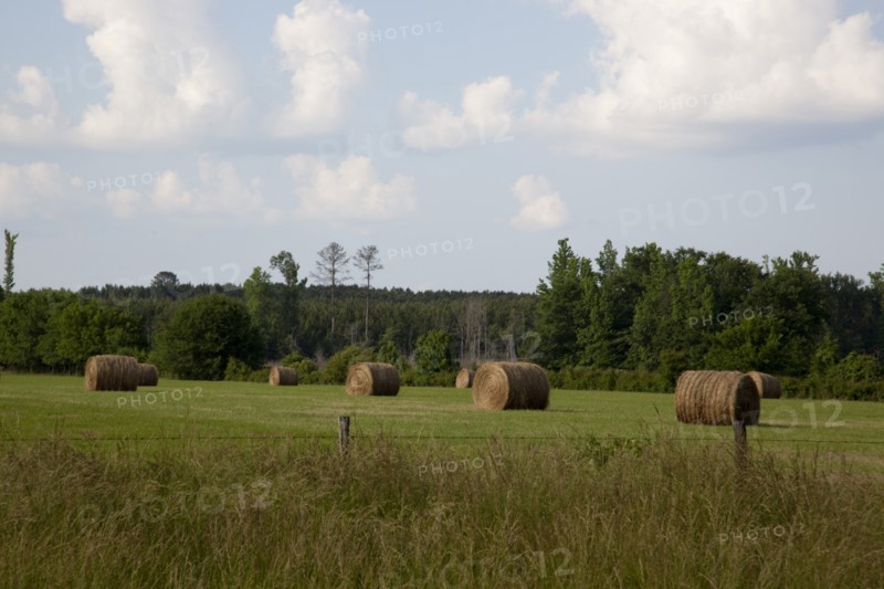 Hay bales dot the landscape