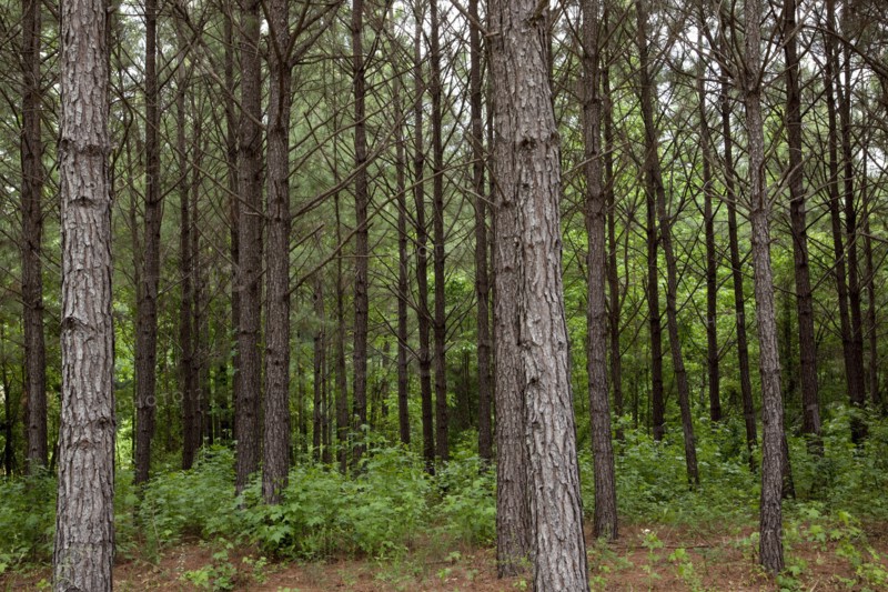Pine trees in rural Alabama