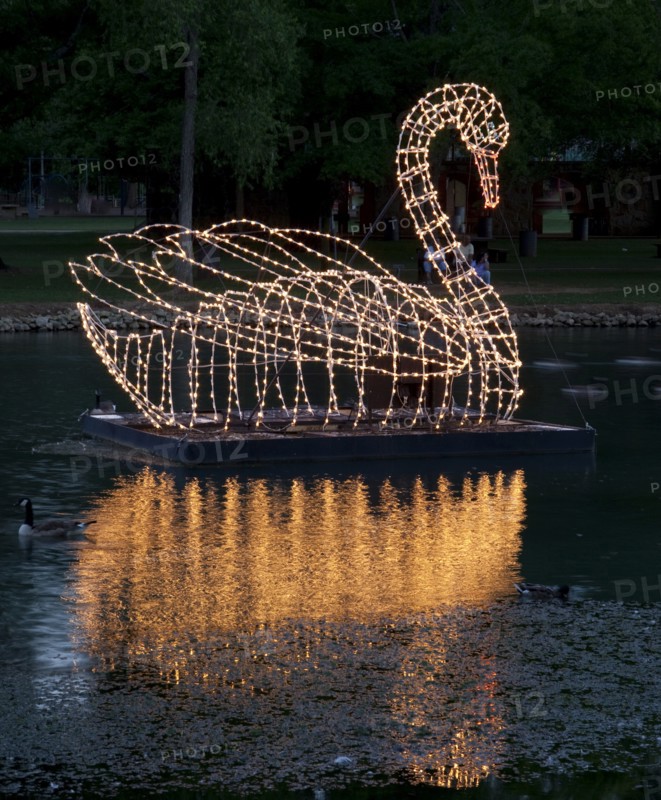 Swan graces the water in the Spring Park, Tuscumbia, Alabama