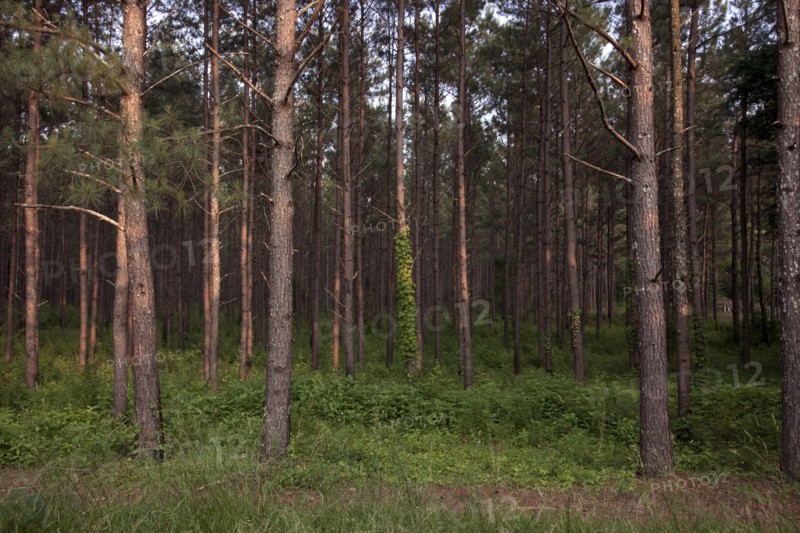 Stand of Pines