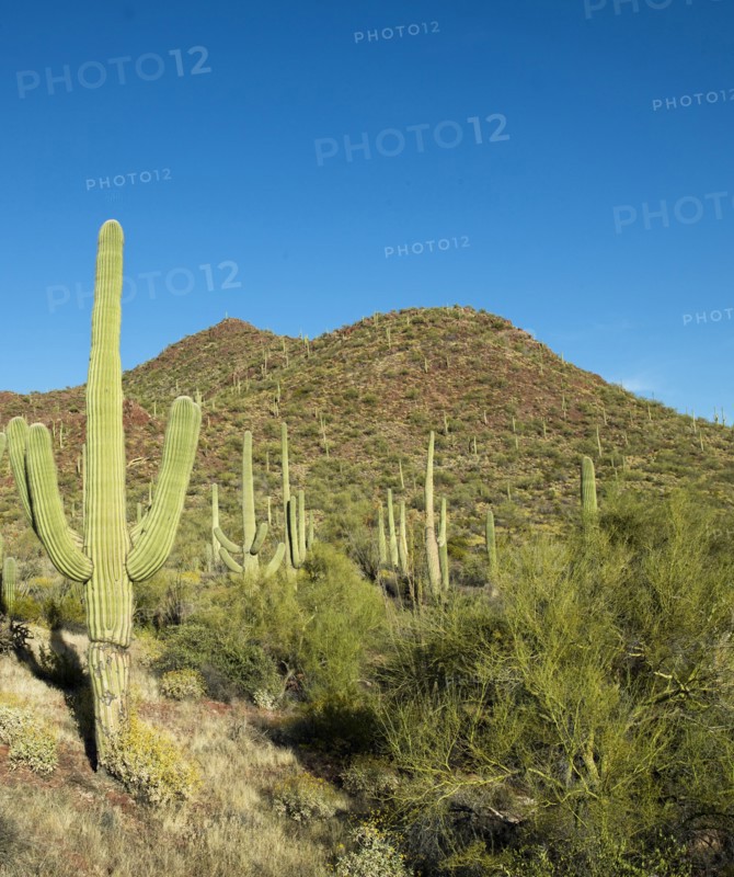 Saguaro Cactus near Tucson, Arizona