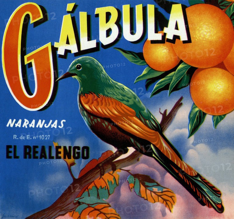 Galbula Naranjas