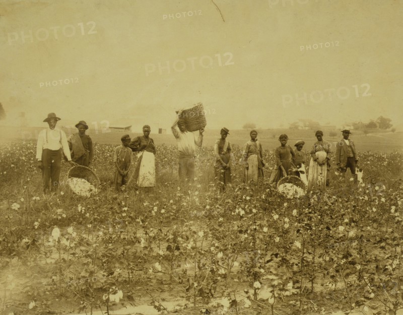 Land of cotton