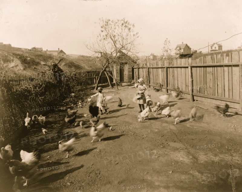 Two African American children feeding chickens in a fenced-in yard