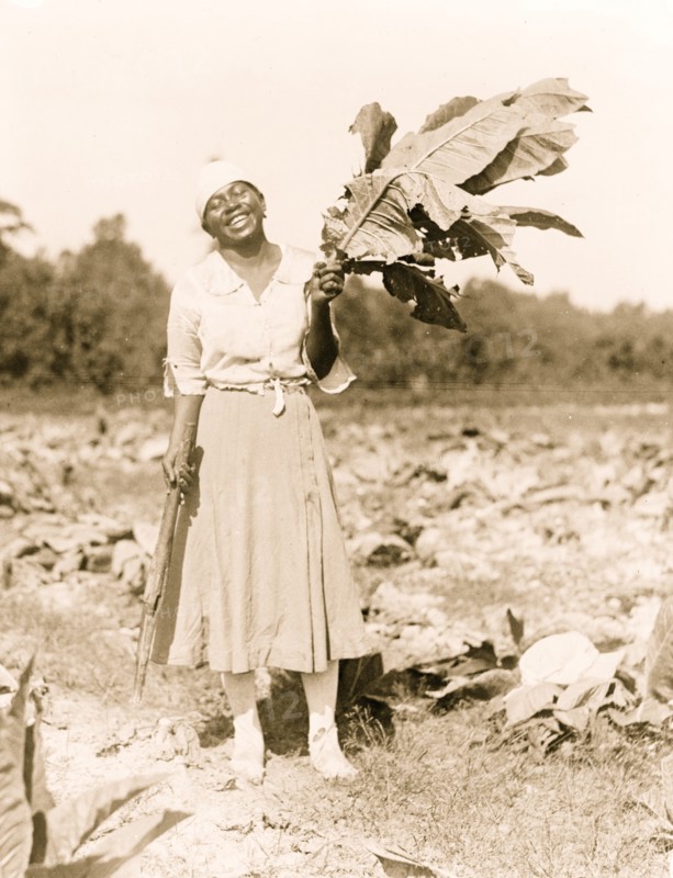 African American Woman Holds Tobacco Leaves