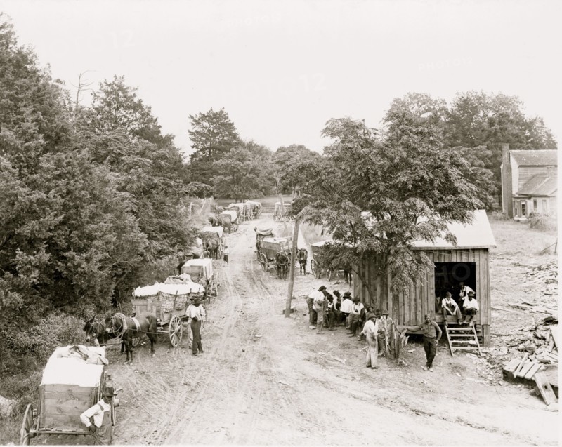 African Americans around small building and wagons loaded with cotton