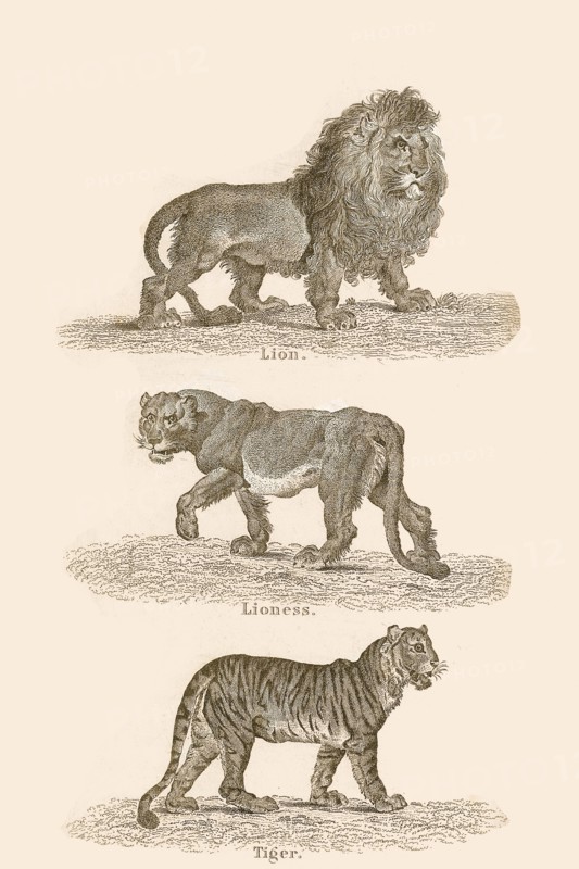 Cats