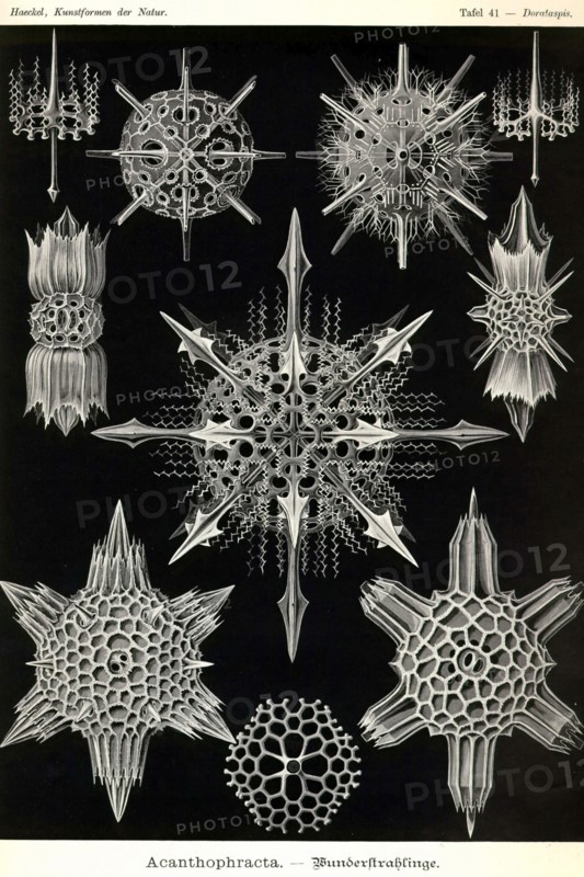 Acanthophracta