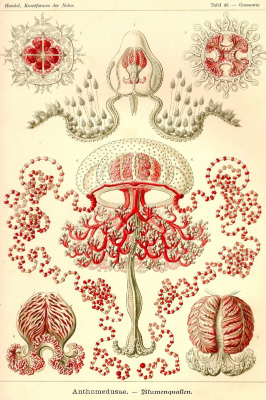 Anthomedusae