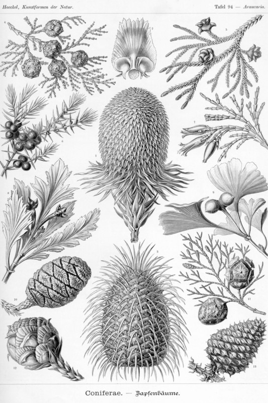 Conifers