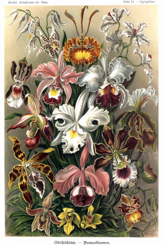 Orchids