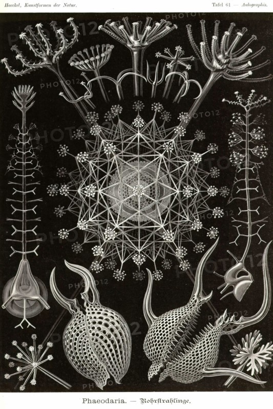 Phaeodaria radiolarians