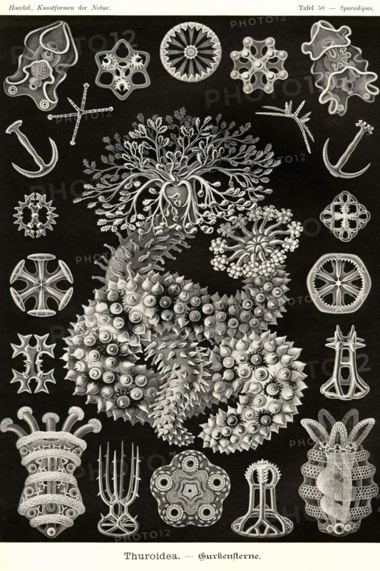 Sea Cucumbers