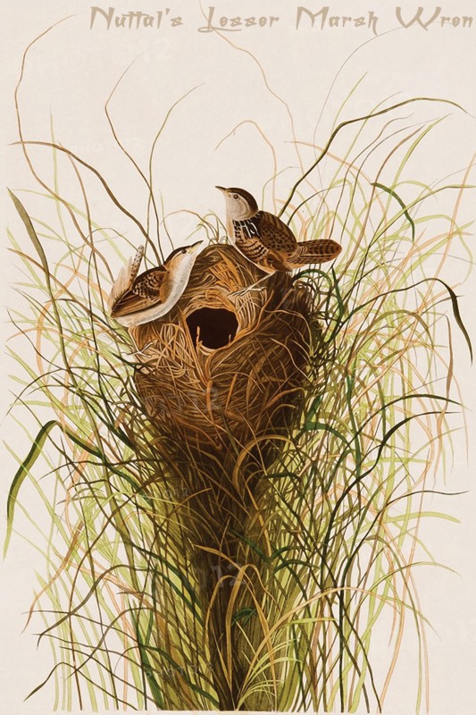 Nuttal's Lesser Marsh Wren
