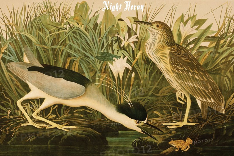 Night Heron