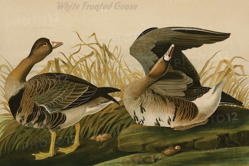 White Fronted Goose