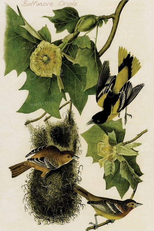 Baltimore Oriole