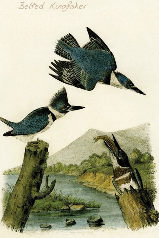 Belted Kingfisher