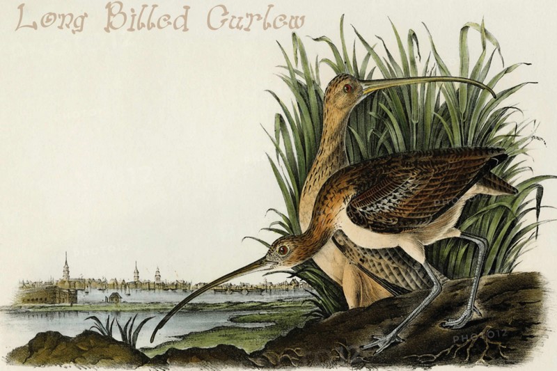 Long Billed Curlew