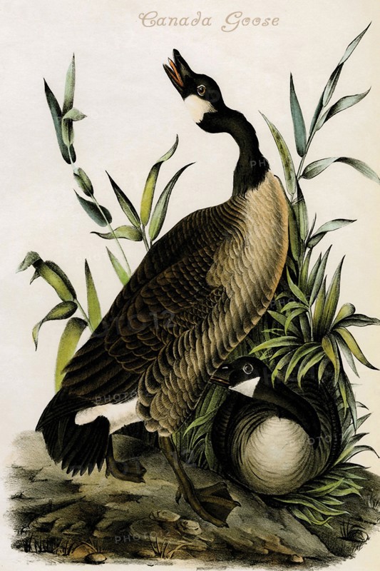 Canada Goose