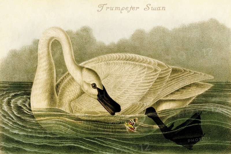 Trumpeter Swan