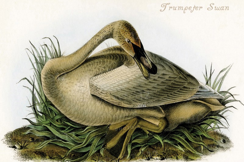 Trumpeter Swan