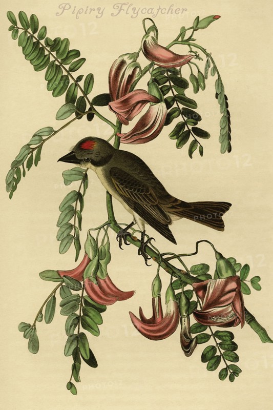 Pipiry Flycatcher