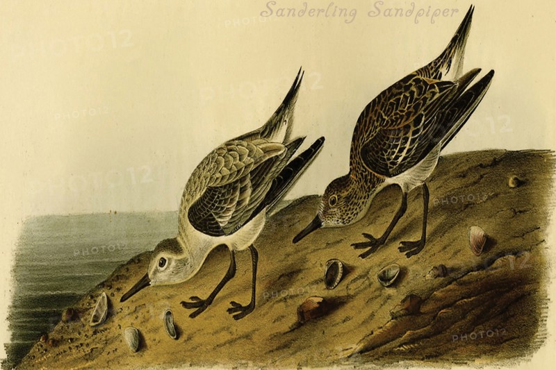 Sanderling Sandpiper