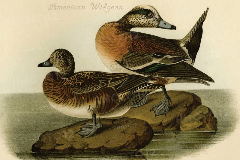 American Widgeon