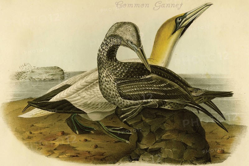 Common Gannet