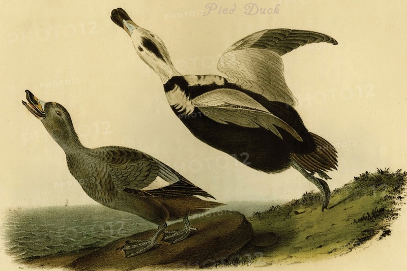 Pied Duck
