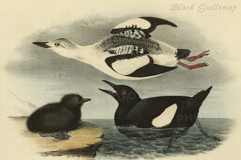 Black Guillemot