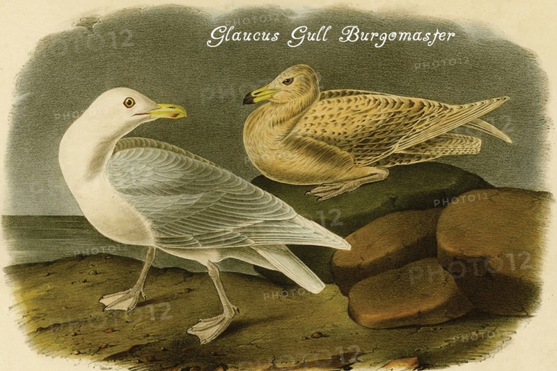 Glaucus Gull Burgomaster