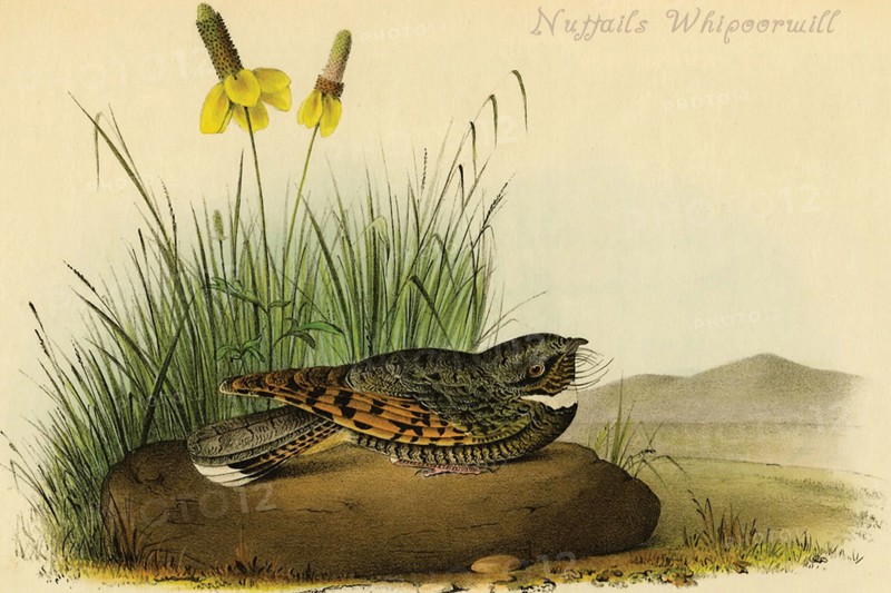 Nuttails Whipoorwill