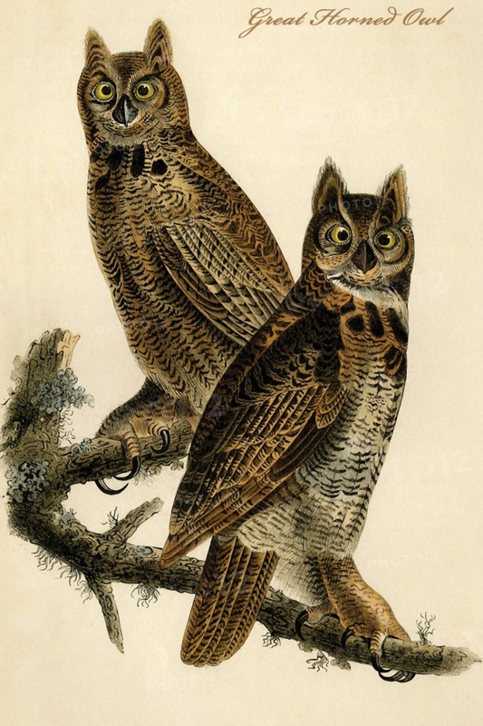 Great Horned Owl