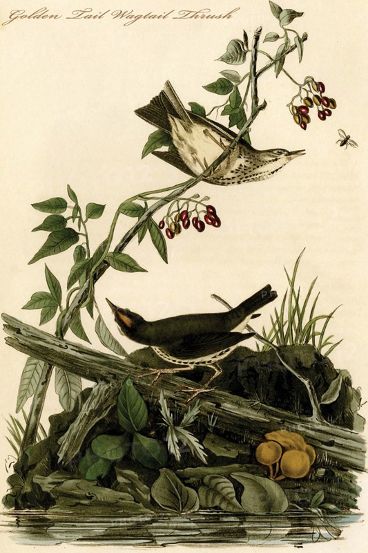 Golden Tail Wagtail Thrush