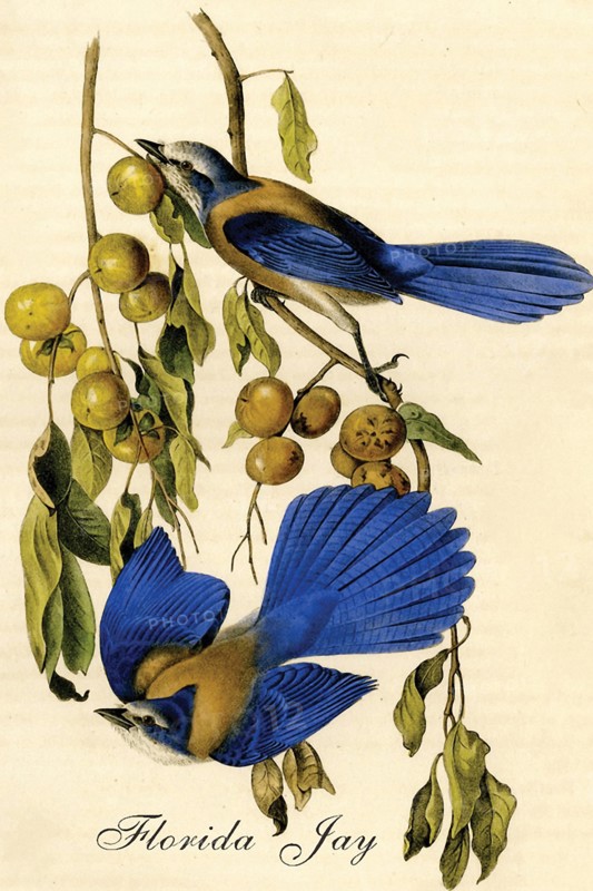 Florida Jay