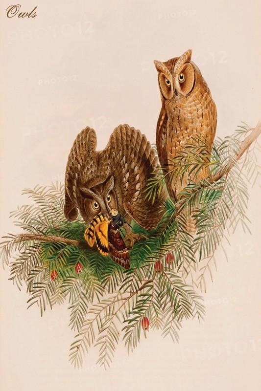 Owls