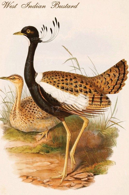 West Indian Bustard