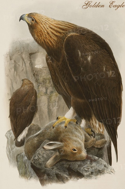Golden Eagle